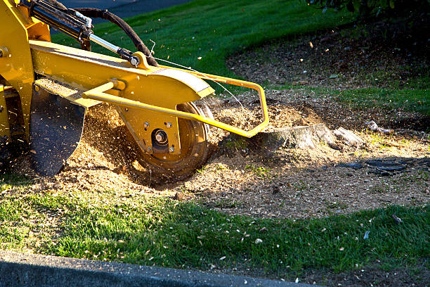 Residential Tree Removal in Lebanon, OR